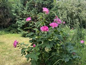 Gartenoase im Westend - Erdgeschosswohnung mit eigenem Garten und Tiefgarage – 63067 Offenbach am Main – Vorschaubild 7