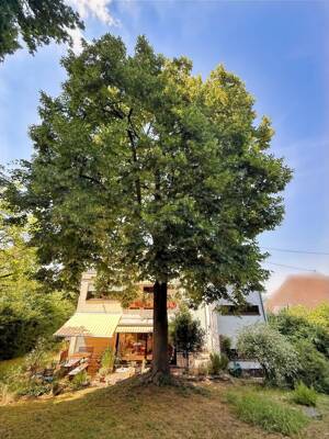 Einzigartiges Wohnhaus in grüner Lage von Frankfurt -Energieklasse B +Berkersheim+ – 60435 Frankfurt am Main – Vorschaubild 6