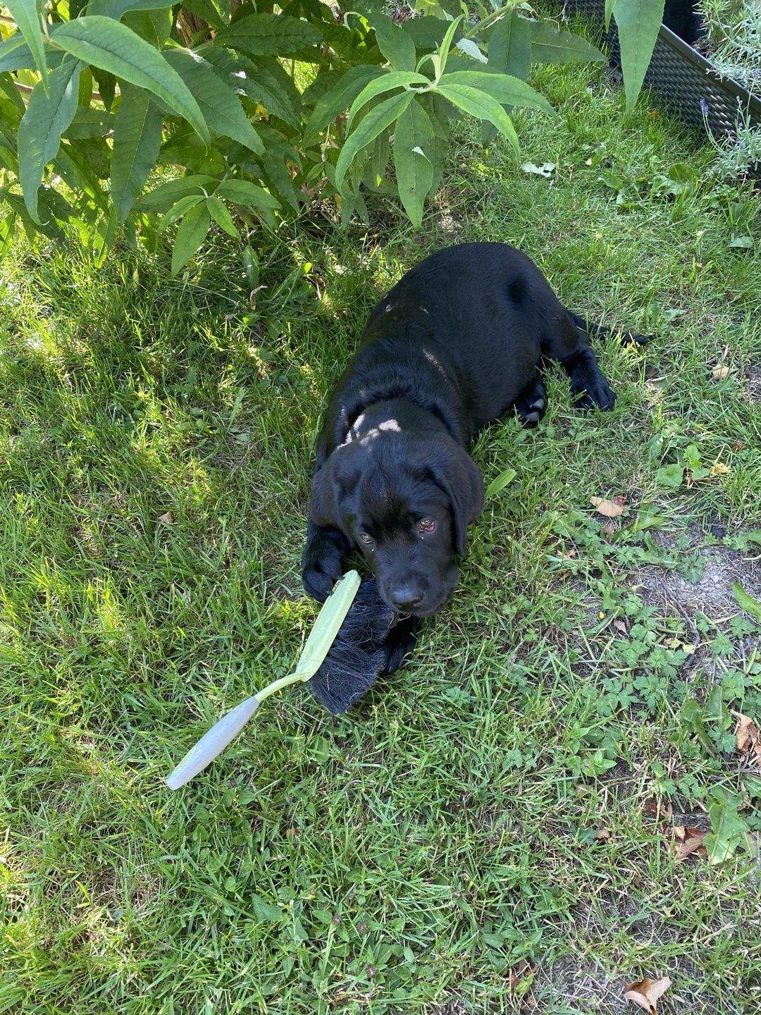 ENDLICH PLATZ FÜR IHREN EIGENEN HUND - IM NEUEN HAUS MIT GARTEN! TEL. 01714863595 – Schneeberg – Bild 1 von 9