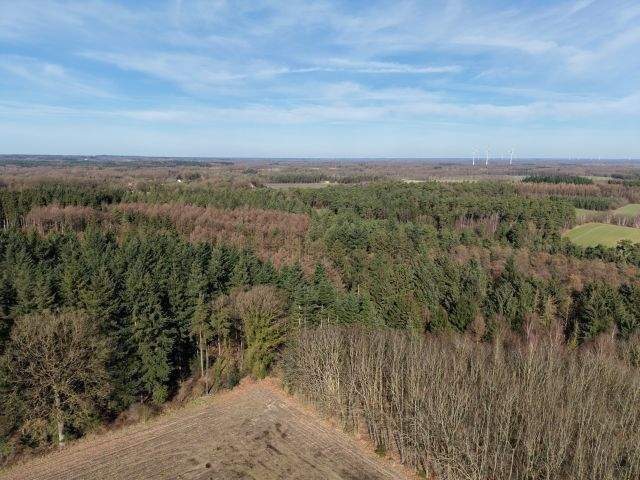 Waldverkauf im Raum Berge und Bippen (ca. 80 ha in Teilflächen) – Bippen – Vorschaubild 6