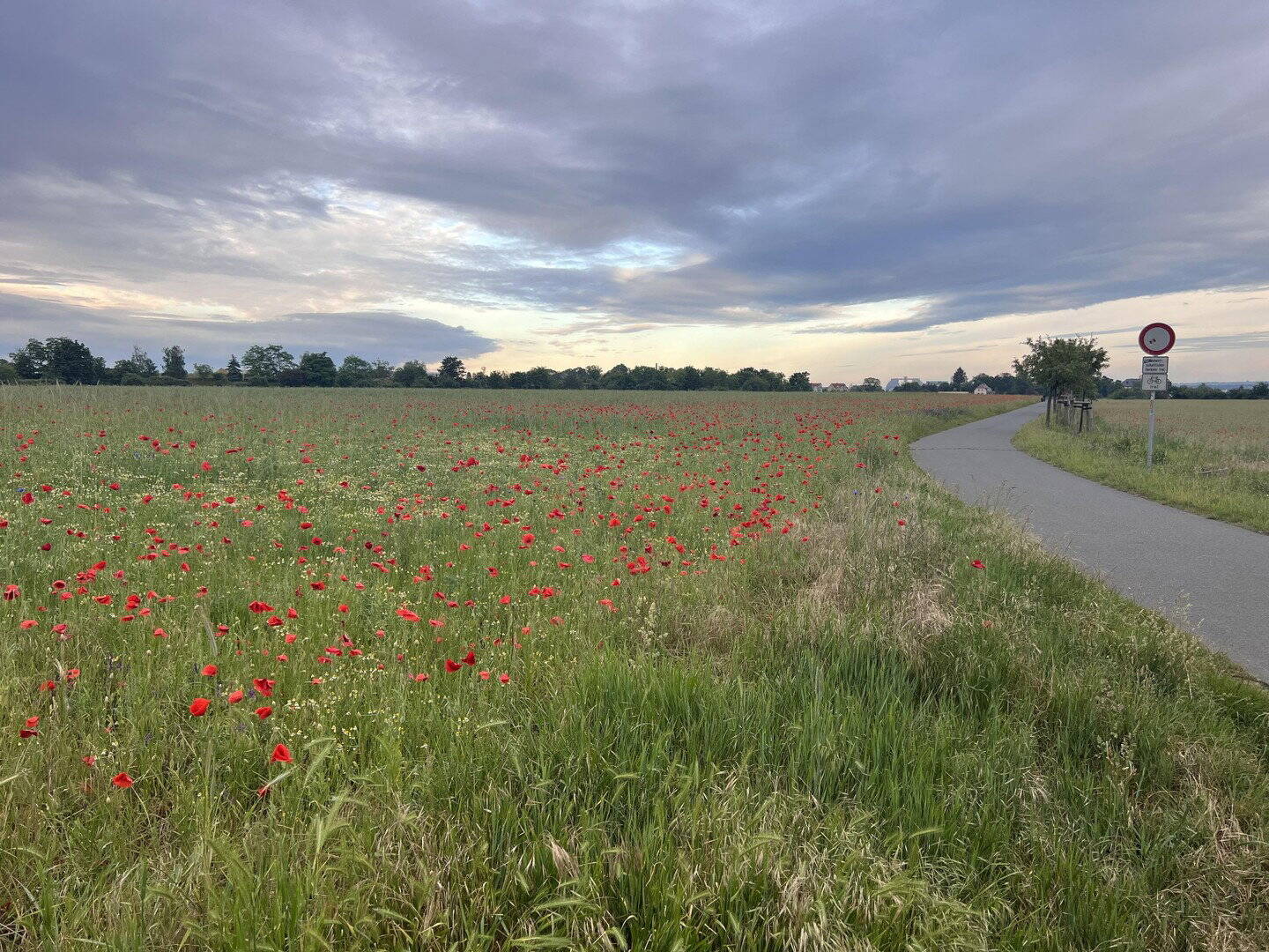 Charmantes Siedlungshaus am Elberadweg mit großem Garten - ohne Makler! – Dresden – Vorschaubild 5