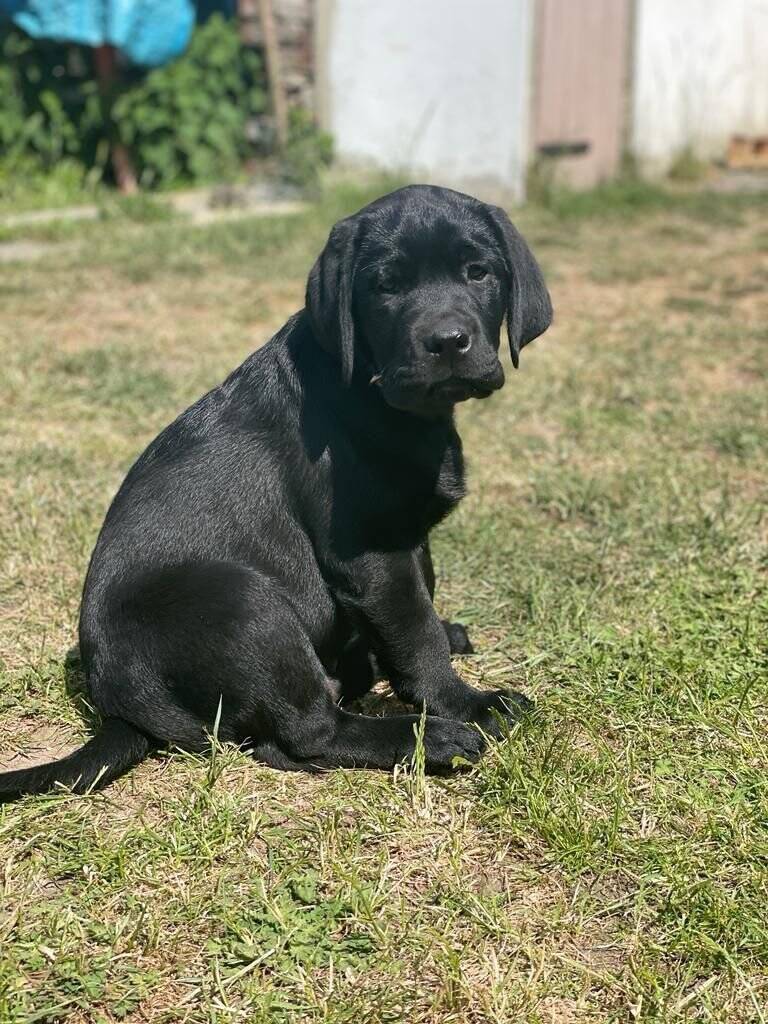 IHR EIGENES FAMILIEN-SOMMERPARADIES MIT POOL UND VIEL PLATZ FÜR IHREN EIGENEN FAMILIEHUND! – Rositz – Bild 1 von 9