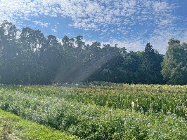 Direkter Blick auf den Wald und die Blumenwiese