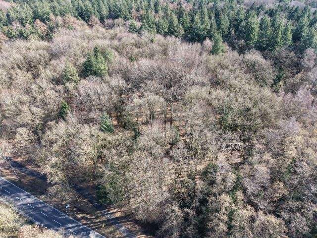 Waldverkauf im Raum Bippen und Berge (ca. 80 ha in Teilflächen) – Bippen – Vorschaubild 5