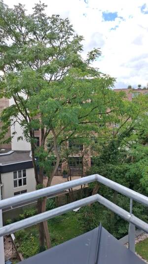 ++Stadtgartenflair! 4 Zimmer-Zuhause mit Terrasse + Balkonen + Modernisiert++ – 50672 Köln – Vorschaubild 7