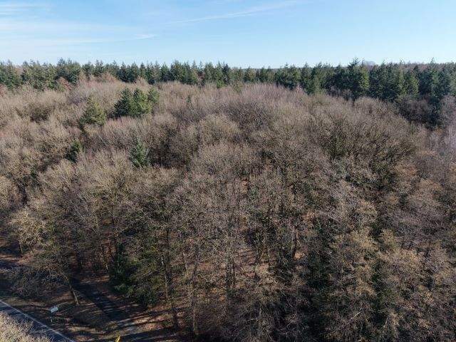 Waldverkauf im Raum Berge und Bippen (ca. 80 ha in Teilflächen) – Bippen – Vorschaubild 9