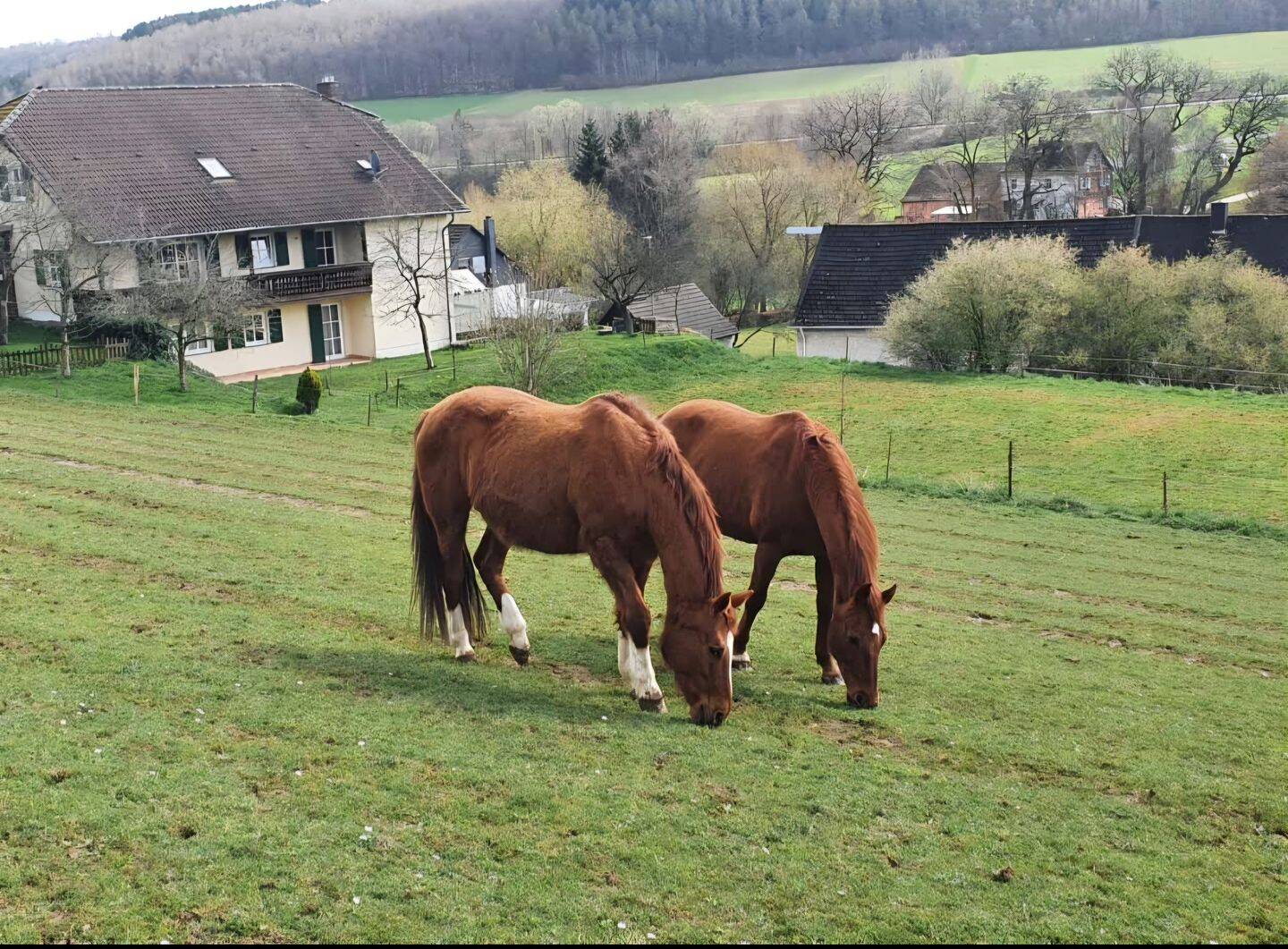 Wunderschöner Pferdehof zu verkaufen Provisionsfrei in 55765 Elchweiler Pferdehaltung genehmigt