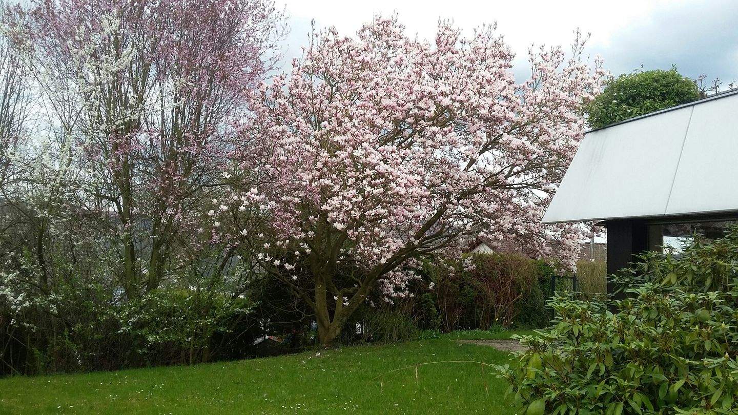 Repräsentativ in exklusiver Aussichtslage von Bad-Godesberg – Bonn – Vorschaubild 2