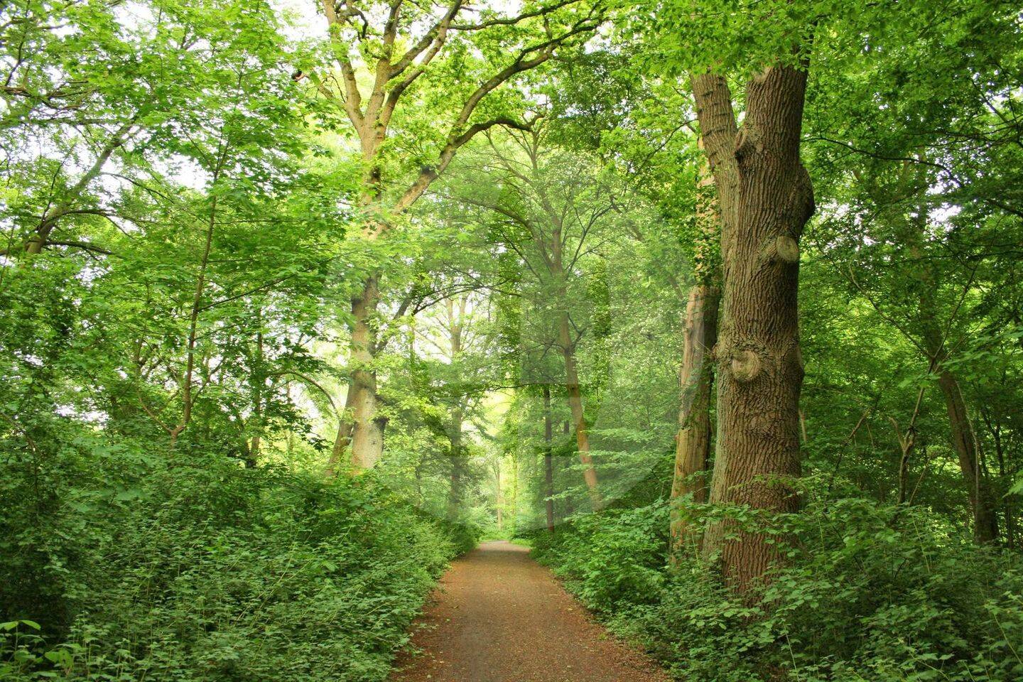 Weite. Wannsee. Wohngefühl. - Saniertes Haus mit großem Garten direkt am Wald – Berlin – Vorschaubild 3