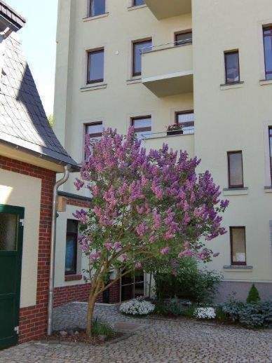 * Franz-Mehring-Str.* 2-Raum-Wg.- mit Balkon- * – Chemnitz – Vorschaubild 6