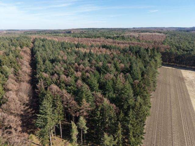 Waldverkauf im Raum Berge und Bippen (ca. 80 ha in Teilflächen) – Bippen – Vorschaubild 3