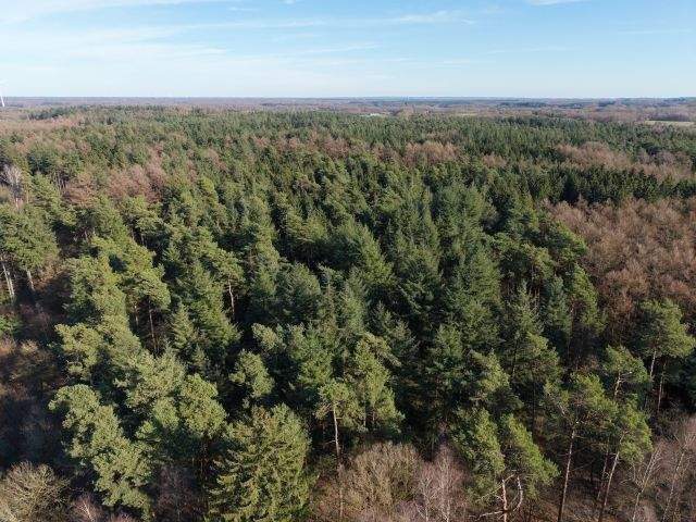 Waldverkauf im Raum Berge und Bippen (ca. 80 ha in Teilflächen) – Bippen – Vorschaubild 2