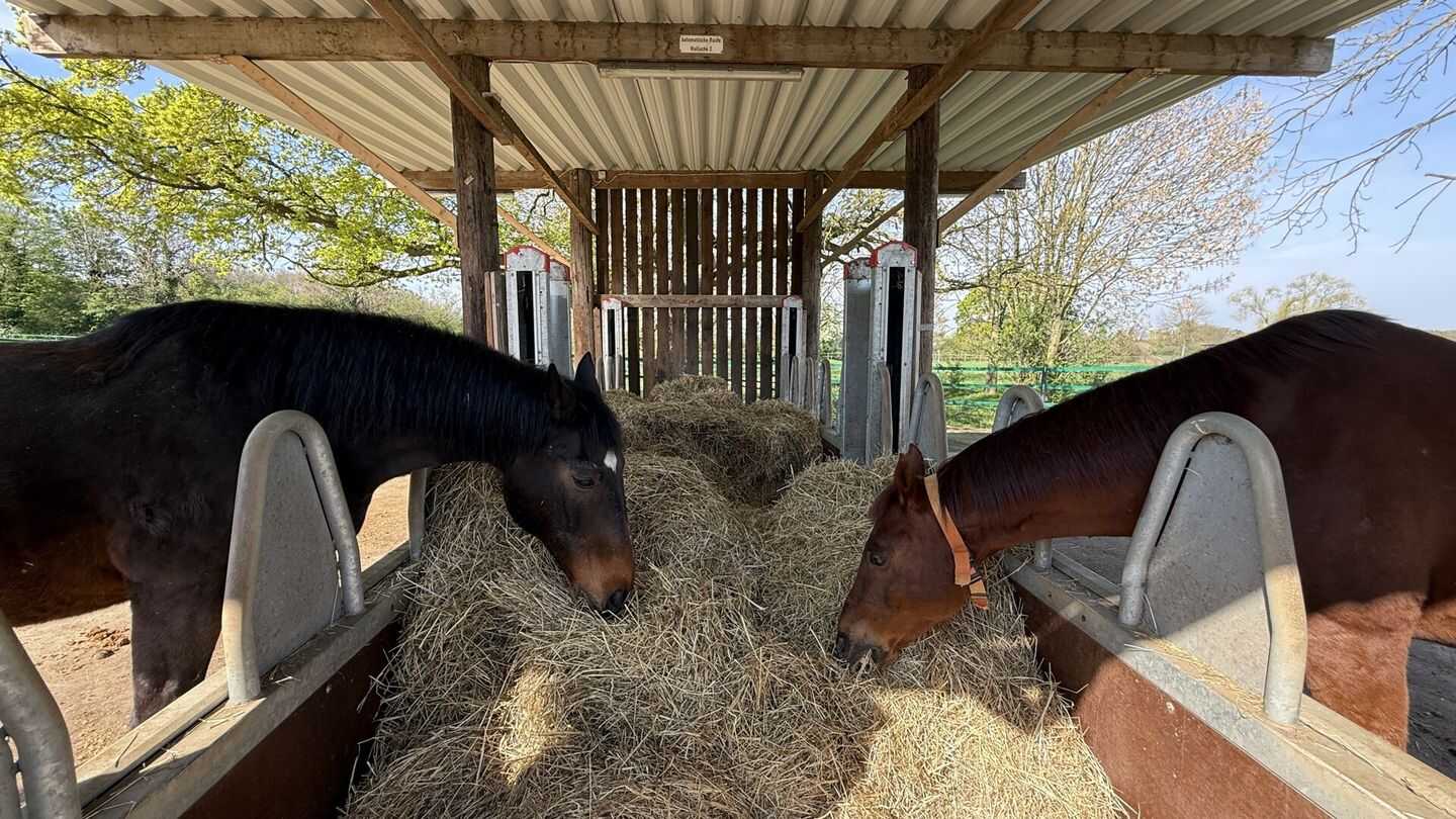 Reitanlage mit 60er Halle auf 5 ha zu verkaufen
