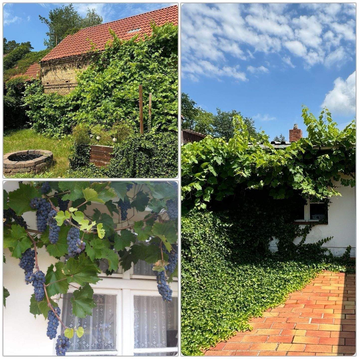 Heisser Preis: Bauernhaus, Ferienhaus mit Wiesen unweit Gudelacksee bei Lindow – Lindow (Mark) – Vorschaubild 8