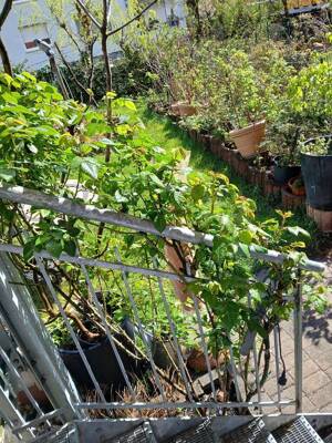 Ruhige Erdgeschosswohnung mit einmaligem Garten in zentraler Lage in der Unterwiehre – 79100 Freiburg im Breisgau – Vorschaubild 4