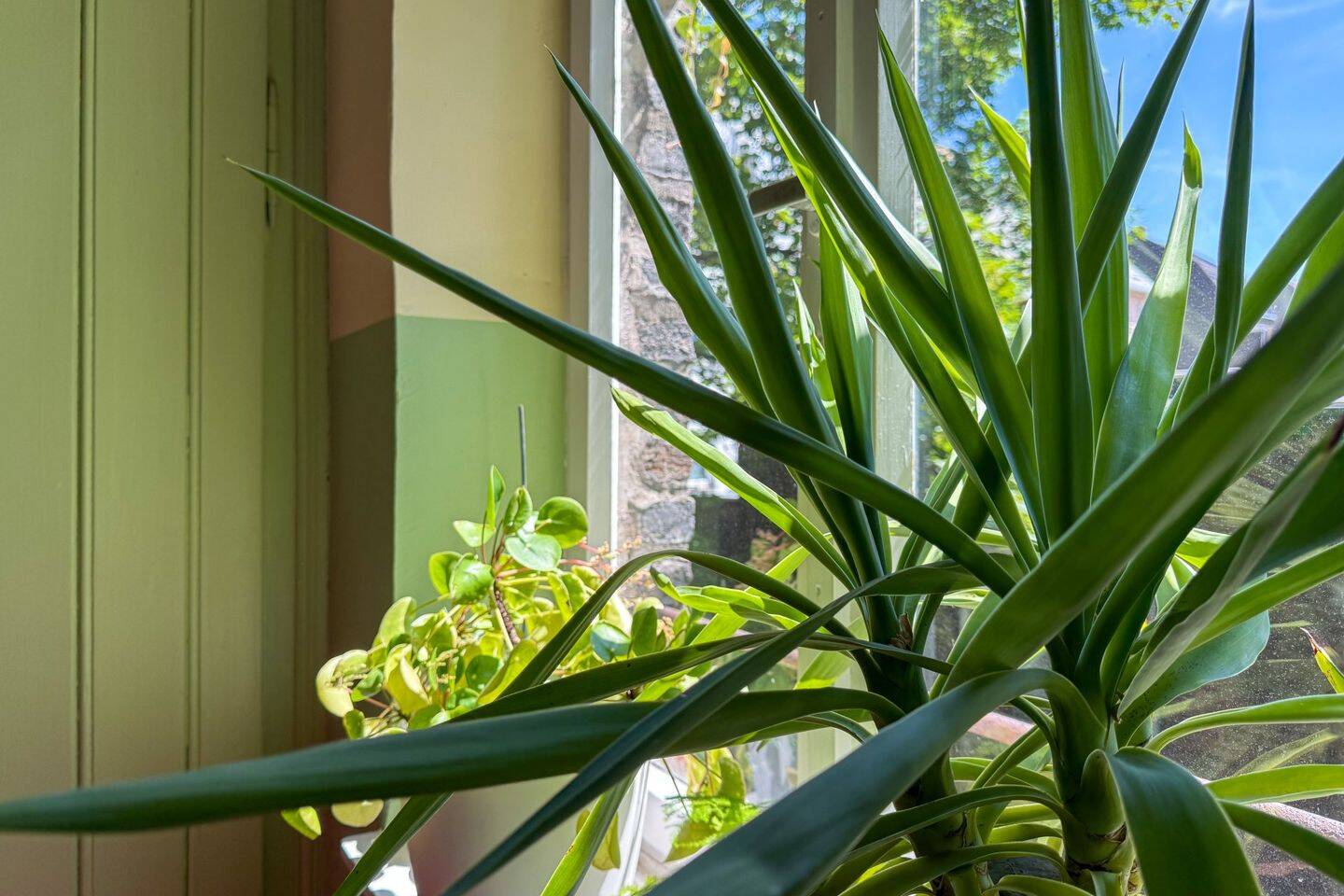 Ein Stück altes Köln: Charakterstarker Altbau in Ehrenfeld – Köln – Vorschaubild 8