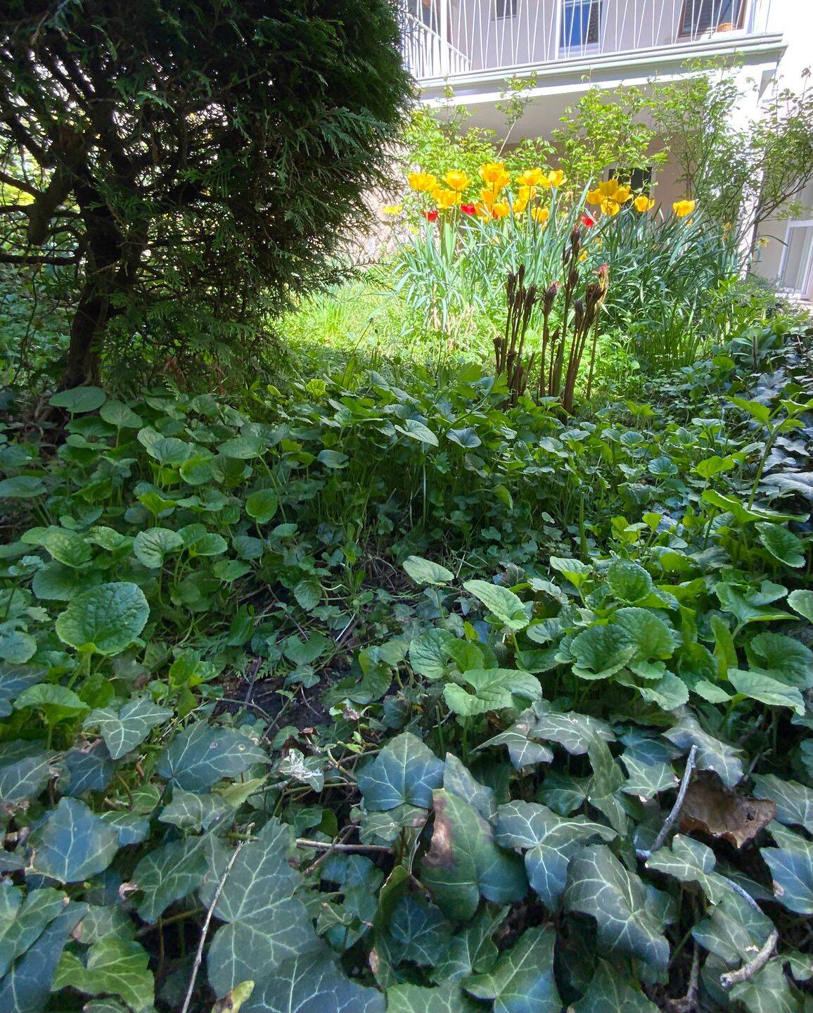 Wunderschöner Rohdiamant mit Balkon, Terrasse und Garten im Herzen von Heidingsfeld – Würzburg – Vorschaubild 6