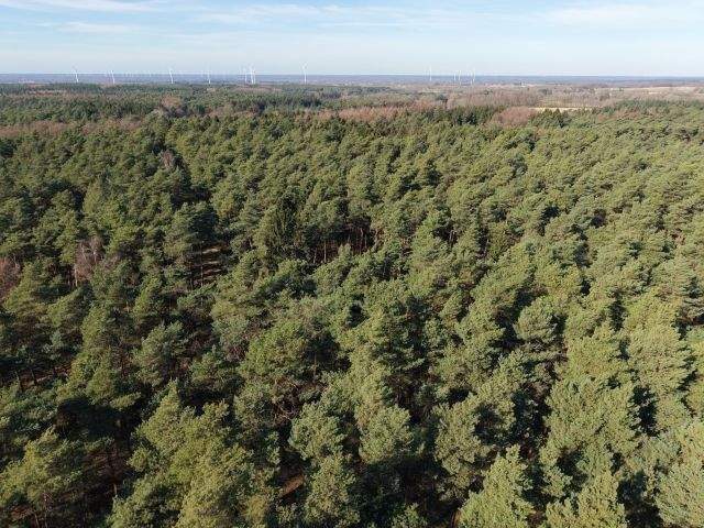 Waldverkauf im Raum Berge und Bippen (ca. 80 ha in Teilflächen) – Bippen – Vorschaubild 7
