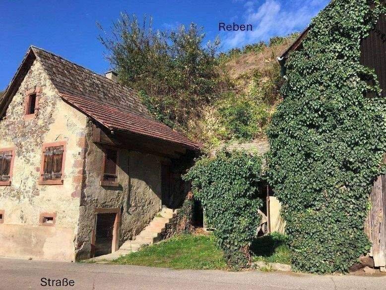 Kl. Weingut Vogtsburg-Bickensohl-Breisach + Wohnhs + Scheune + 2Rebterrassen + Löskeller + Sanierungskosten ca. 290T€ + hohes Steuersparen Denkmal – Vogtsburg im Kaiserstuhl – Vorschaubild 5
