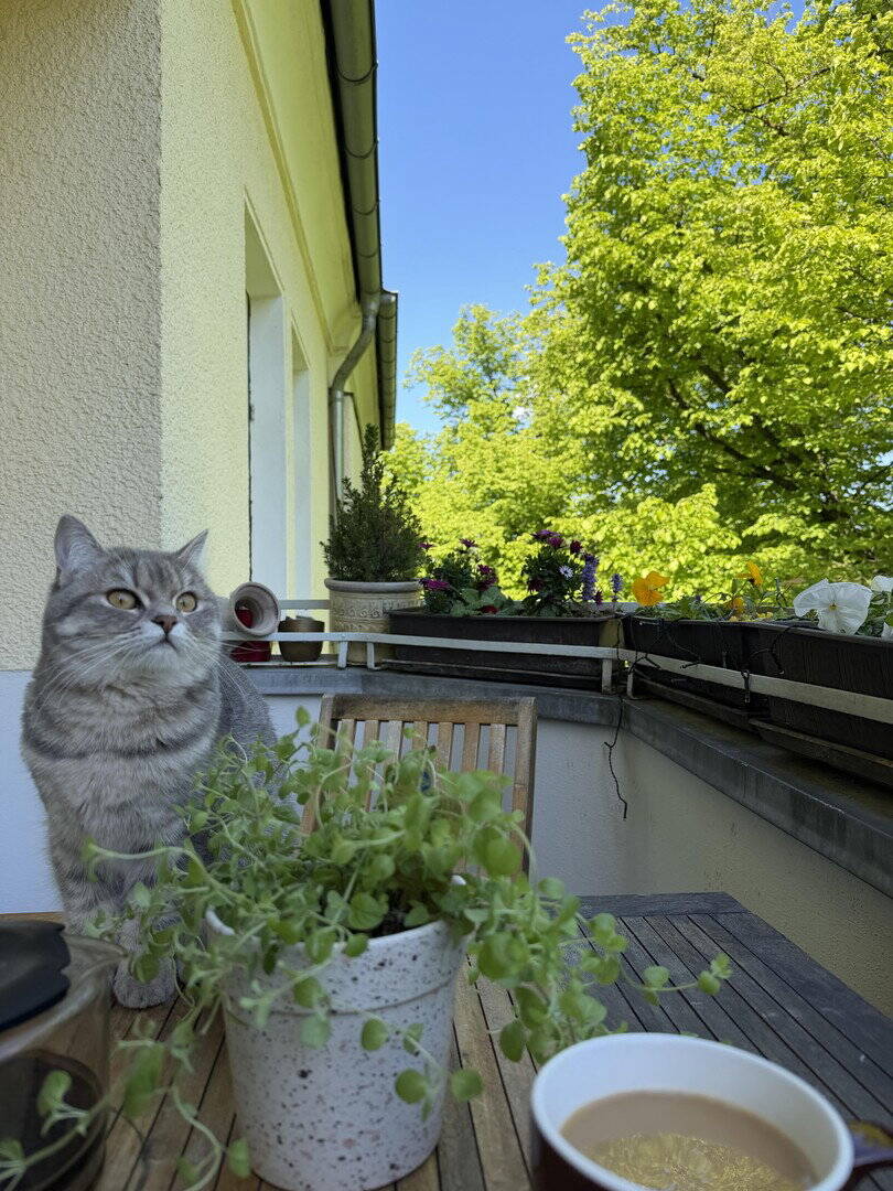 Provisionsfreie kernsanierte 5,5 Zimmer Wohnung in Schmagendorf – Berlin – Vorschaubild 5
