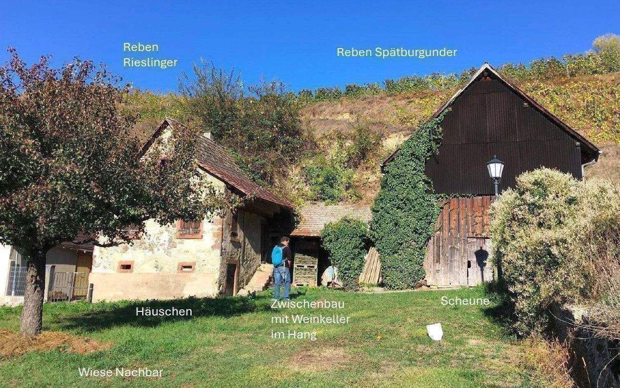 Kl. Weingut Vogtsburg-Bickensohl-Breisach + Wohnhs + Scheune + 2Rebterrassen + Löskeller + Sanierungskosten ca. 290T€ + hohes Steuersparen Denkmal – Vogtsburg im Kaiserstuhl – Bild 1 von 9