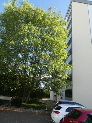 Gut aufgeteilte Wohnung in ruhiger Lage Nähe Uni - ideal auch für Studenten WG – 54296 Trier – Vorschaubild 3