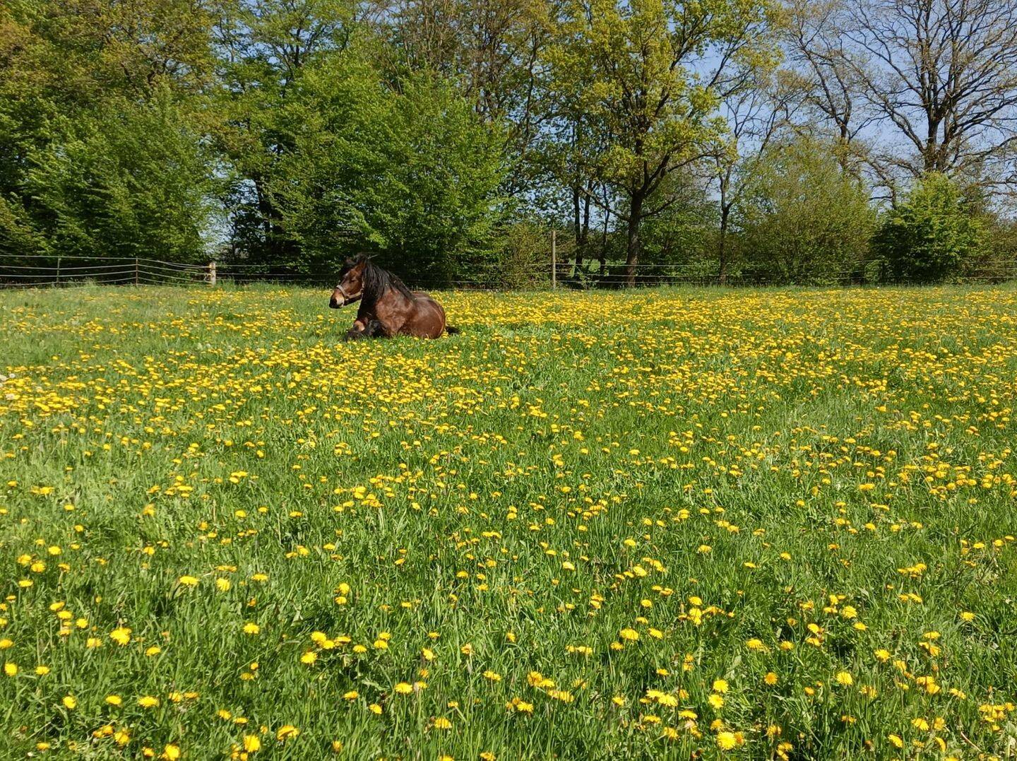 Teilverkauf möglich! Fachwerkhofensemble mit 2 Wohnhäusern, Nebengebäuden, großem Offenstall und ca. 1,7 ha Eigenland!