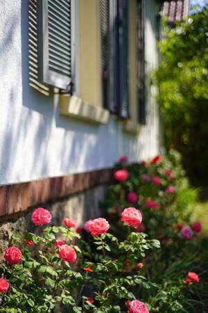 Villenflair, Cottage-Garten und Bestlage im Paulusviertel – 64285 Darmstadt – Vorschaubild 3