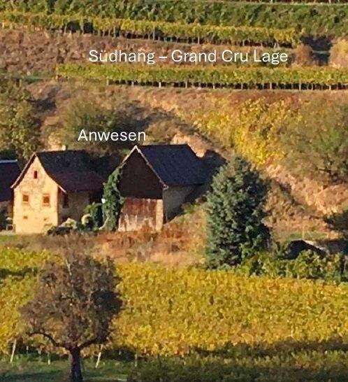 Kl. Weingut Vogtsburg-Bickensohl-Breisach + Wohnhs + Scheune + 2Rebterrassen + Löskeller + Sanierungskosten ca. 290T€ + hohes Steuersparen Denkmal – Vogtsburg im Kaiserstuhl – Vorschaubild 9