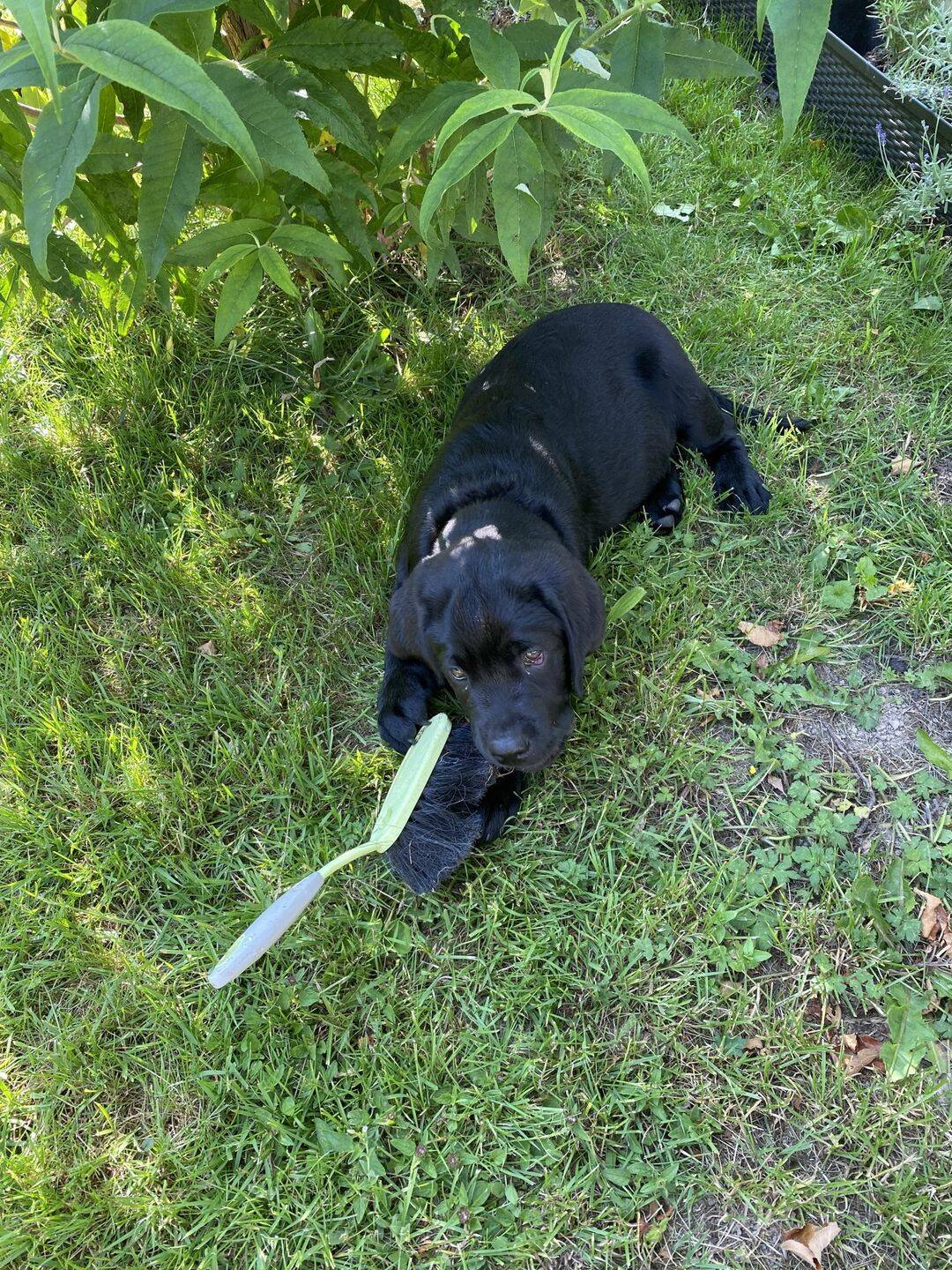 ENDLICH PLATZ FÜR IHREN EIGENEN HUND - IM NEUEN HAUS MIT GARTEN! TEL. 01714863595 – Schneeberg – Bild 1 von 9