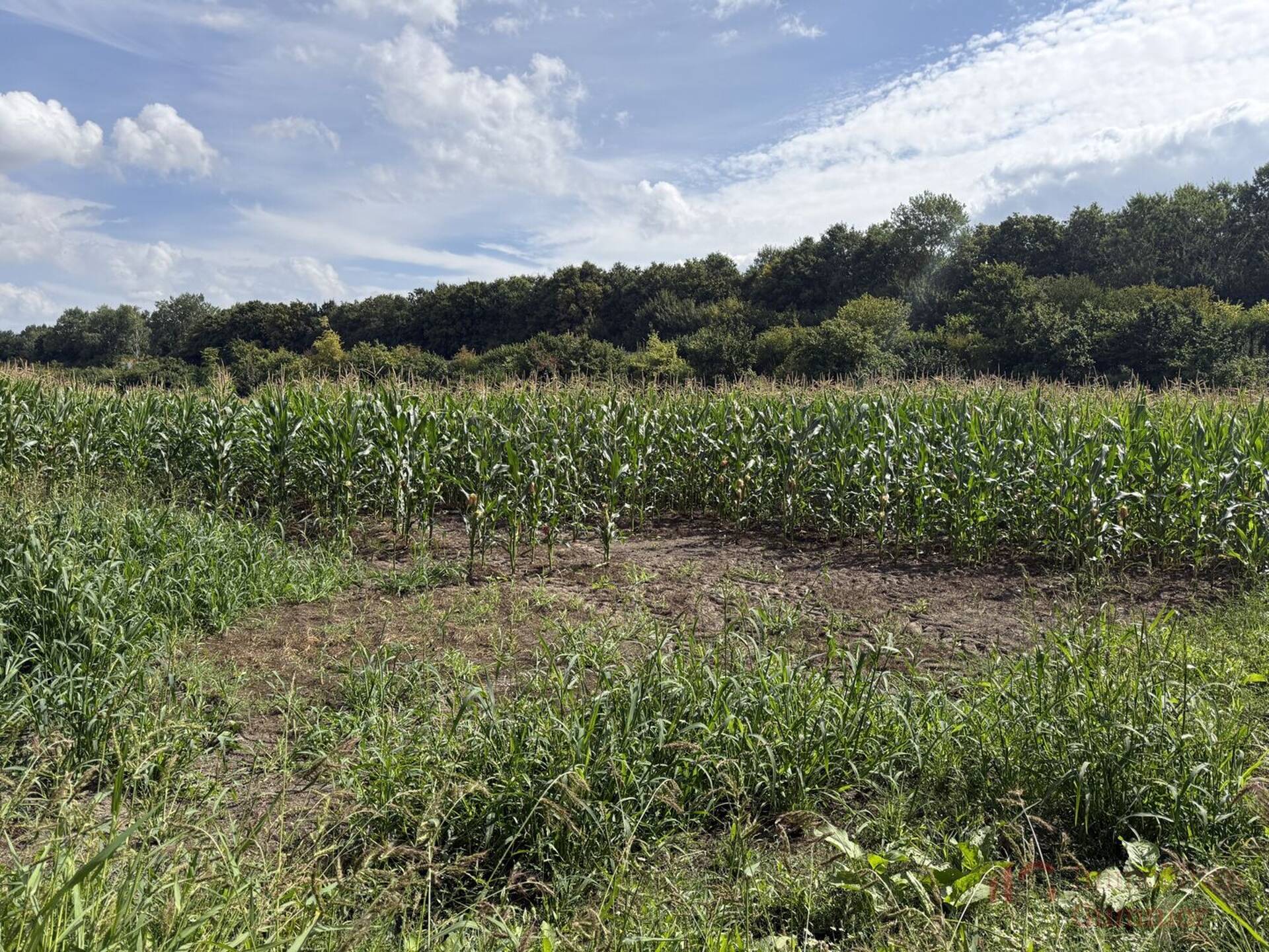 Bauernhaus in 48431 Rheine mit 174,58 m² kaufen