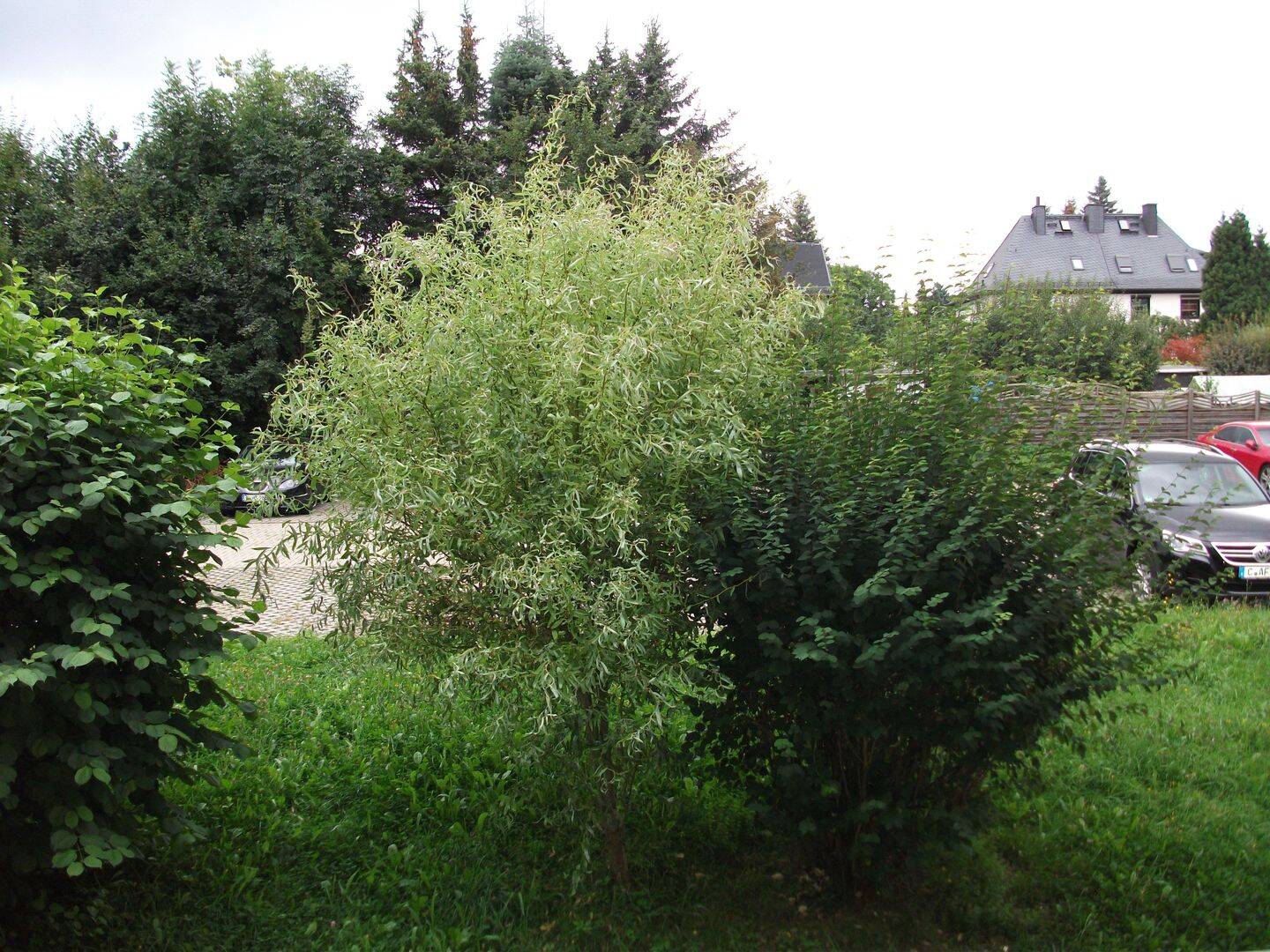 +++ 2 Zimmer Wohnung+ STELLPLATZ + Bad mit Fenster +++ – Chemnitz – Vorschaubild 5
