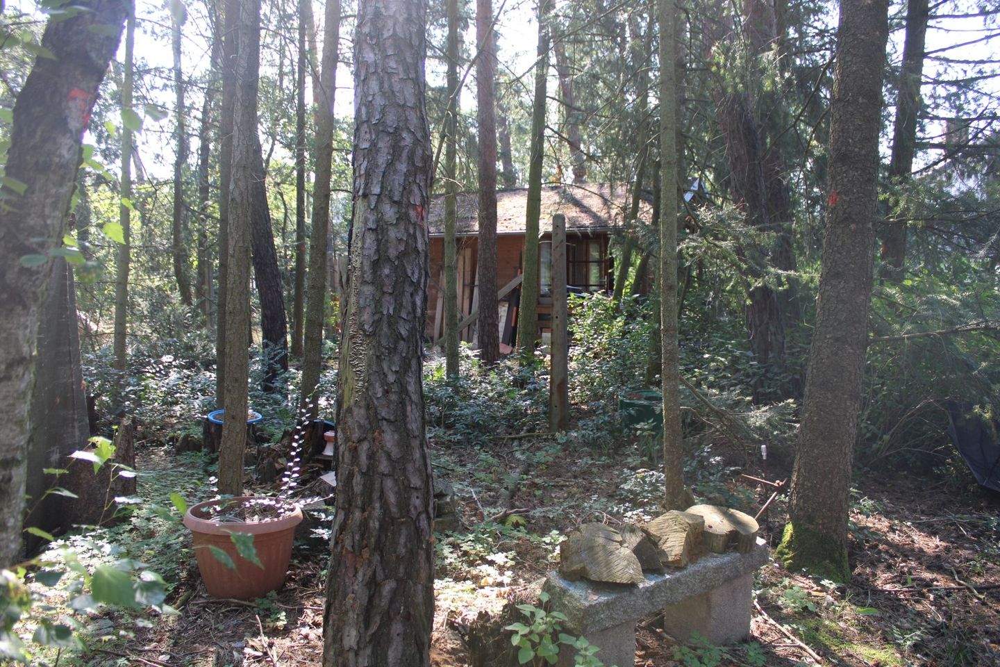 Ruhig gelegenes hübsches Haus auf großzügigem Grundstück, naturnah und am großen Zeischaer See – Bad Liebenwerda – Vorschaubild 6