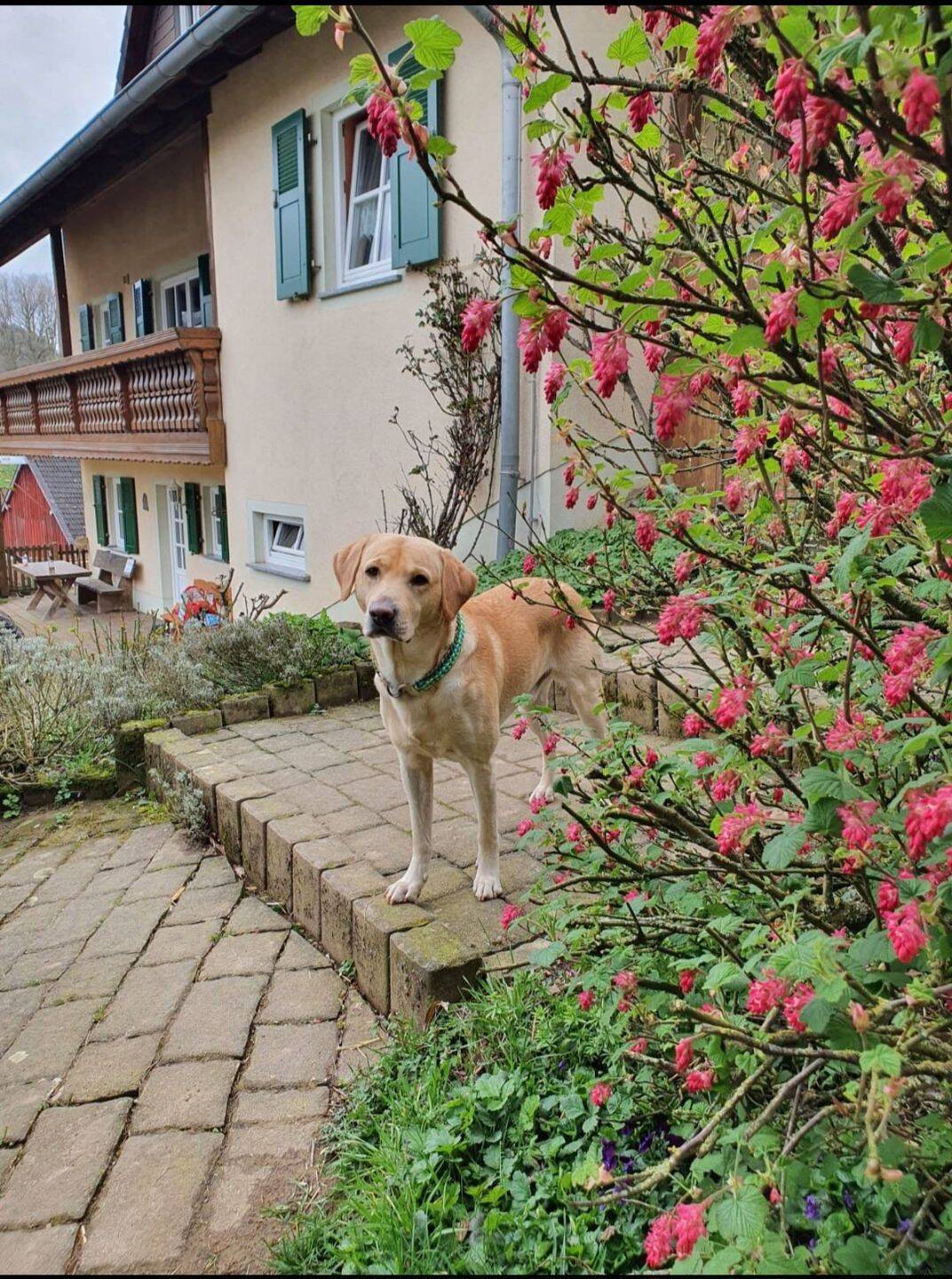 Wunderschöner Pferdehof zu verkaufen Provisionsfrei in 55765 Elchweiler Pferdehaltung genehmigt – Elchweiler – Vorschaubild 3