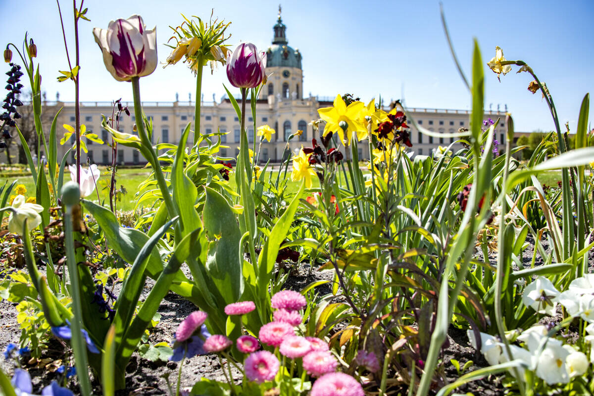 Lichtdurchflutete 2-Zimmer-Wohnung mit Terrasse und offenem Wohn-Ess-Bereich – Berlin – Vorschaubild 4