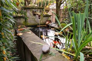 Wir haben Nemo gefunden - Charmantes Gartenidyll mit Entspannungsgarantie – 51147 Köln – Vorschaubild 9