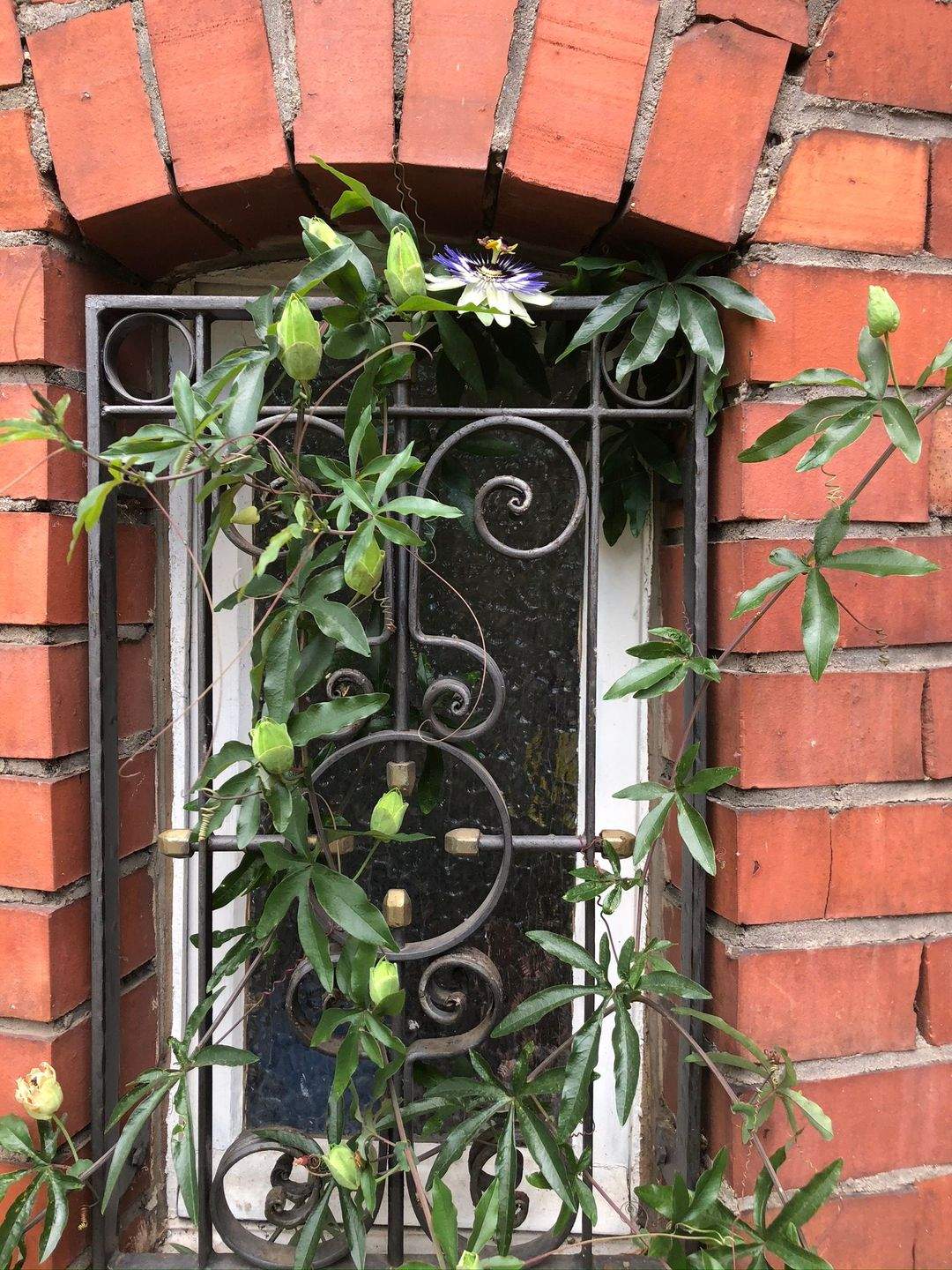 Historische Rarität: Stadtvilla mit 3 Etagen, 6 Stellplätzen und Garten – Sinzig – Vorschaubild 5