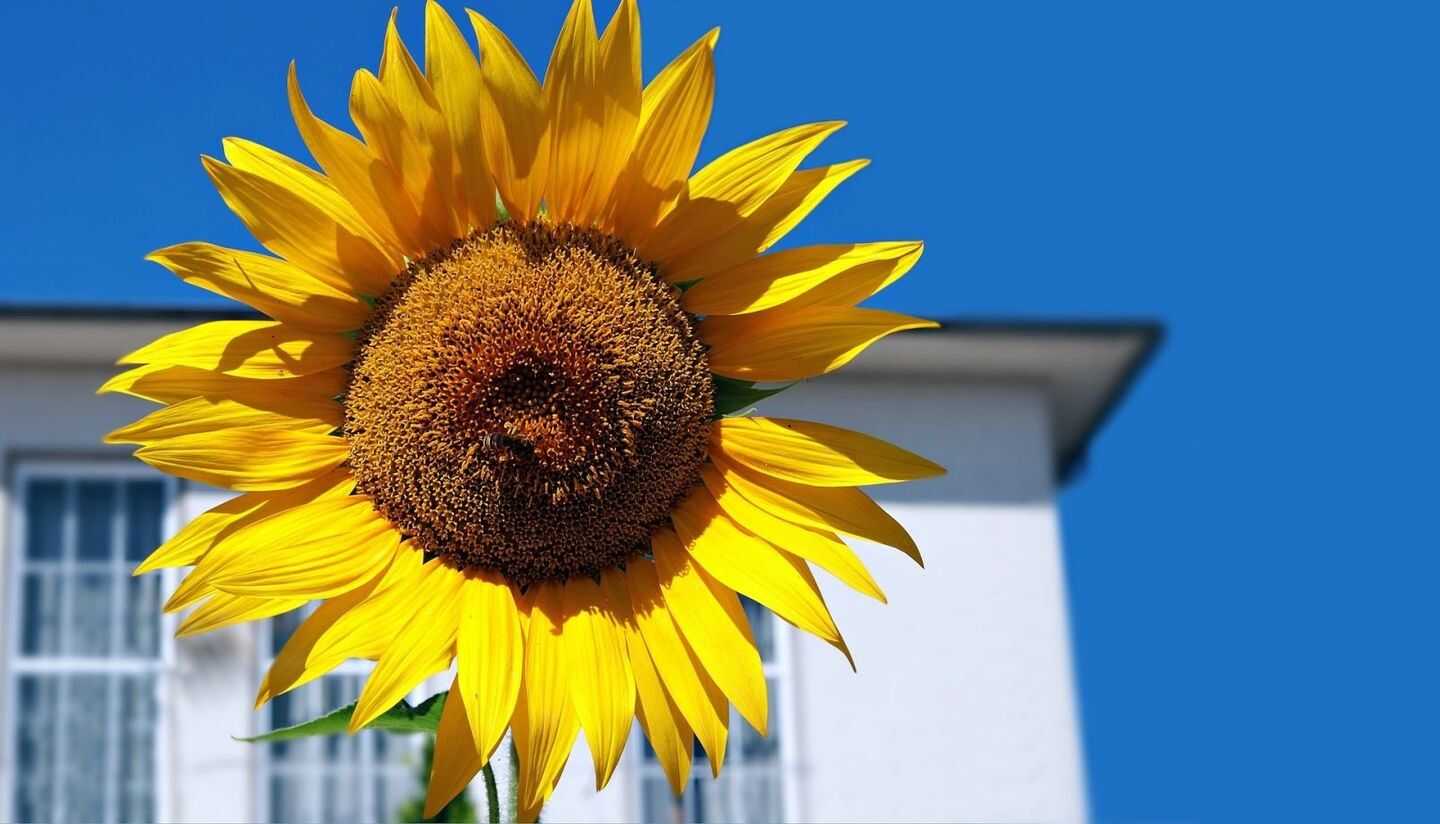 Wunderschöne Doppelhaushälfte ganz nach Ihren Wünschen