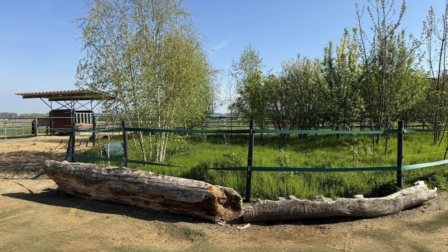 Reitanlage mit 60er Halle auf 5 ha zu verkaufen – Hamm – Vorschaubild 6