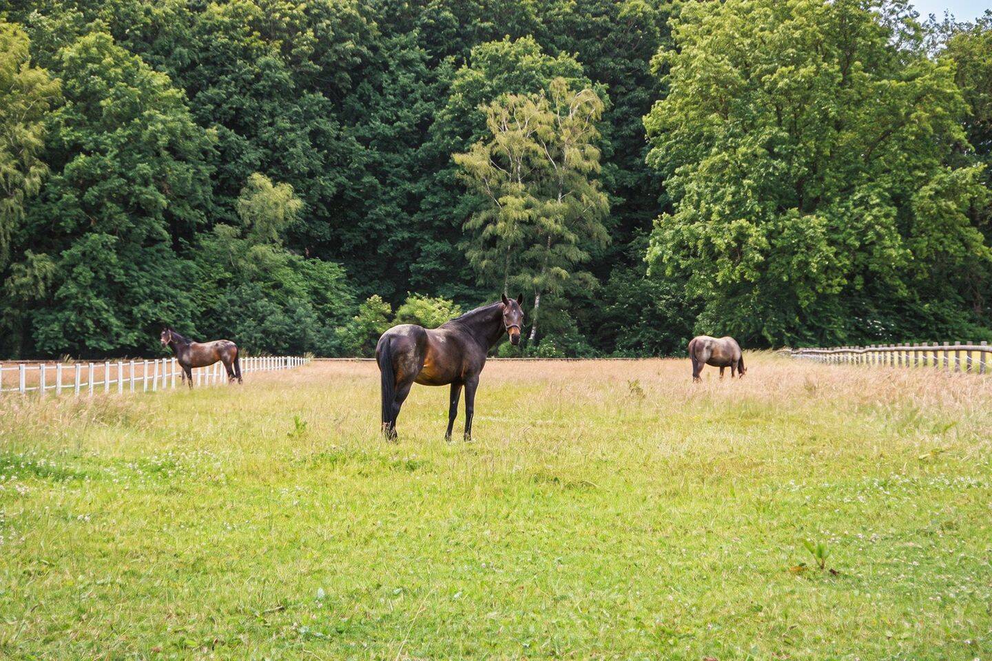 Wohnen auf dem Reiterhof – Dorsten – Vorschaubild 2