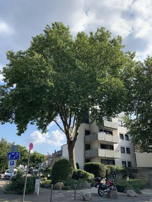Maisonette-Traum in Alt-Weiden: Galerie, großzügige Dachterrasse und moderne Wärmepumpe – 50858 Köln – Vorschaubild 2