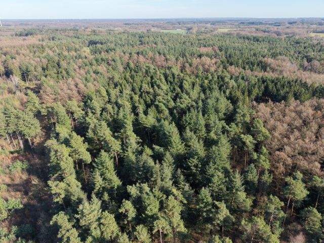 Waldverkauf im Raum Berge und Bippen (ca. 80 ha in Teilflächen) – Bippen – Bild 1 von 9