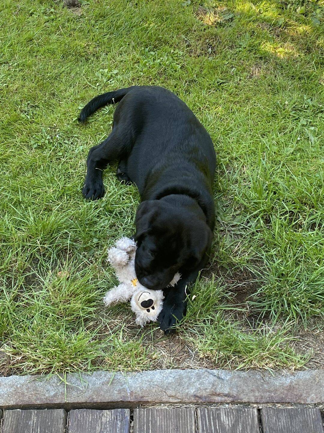 WENN WIR IN UNSEREM NEUEN HAUS WOHNEN, KAUFT MIR PAPA MEINEN HUND! – Hohenstein-Ernstthal – Bild 1 von 9