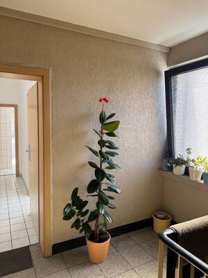 Ruhige 2,5 Raumwohnung mit Balkon auf der Tiergartenstraße – 47053 Duisburg – Vorschaubild 3